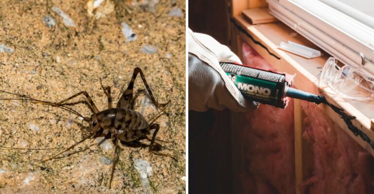 Humpbacked Jumpers In Alabama Garages Are Not What They Seem