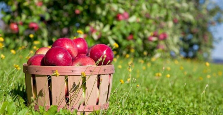 Growing Apples In South Georgia Starts With Choosing The Right Varieties