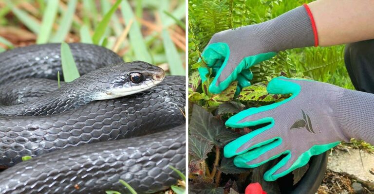 What It Means When You Find Snake Tracks In Florida Garden Mulch