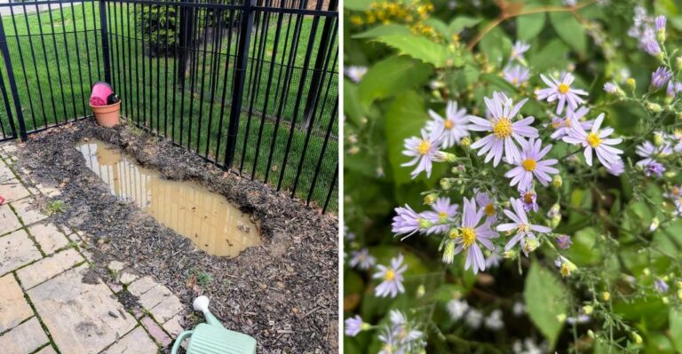 Can California Natives Really Grow In Clay Without Drainage Help?