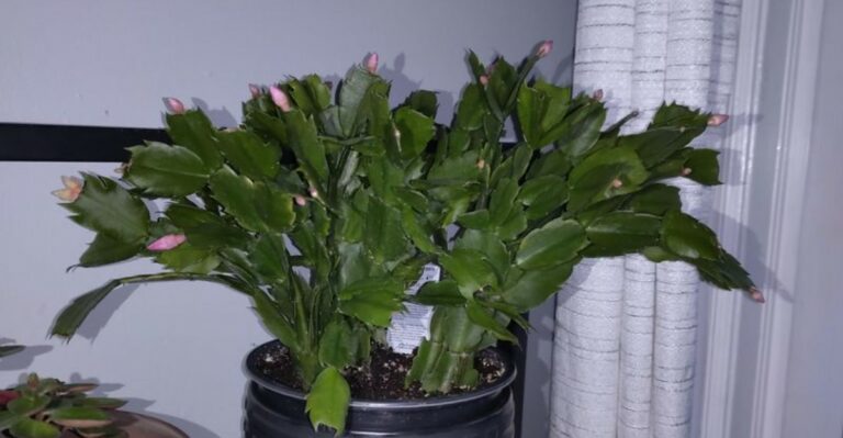 This October Mistake Could Leave Georgia Christmas Cactus Owners With Fewer Holiday Blooms