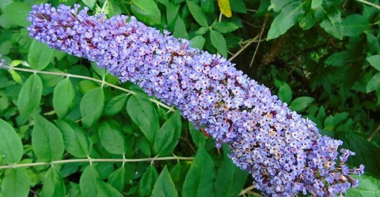 The Popular Ohio Shrubs Plant Experts Already Have Their Eye On