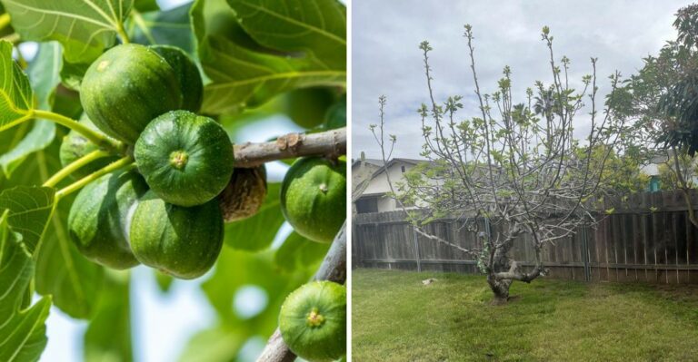 How To Care For A Florida Fig Tree After The Last Figs Are Picked