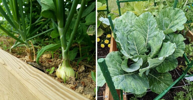 What To Plant In Your Florida Garden Before The Mid-October Cool-Season Window Closes