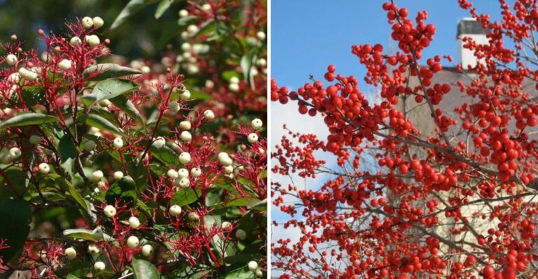 Pennsylvania Native Plants That Handle Freeze-Thaw Winters