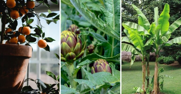 The Zone-Pushing Edibles Virginia Backyard Growers Are Trying For The First Time This Fall