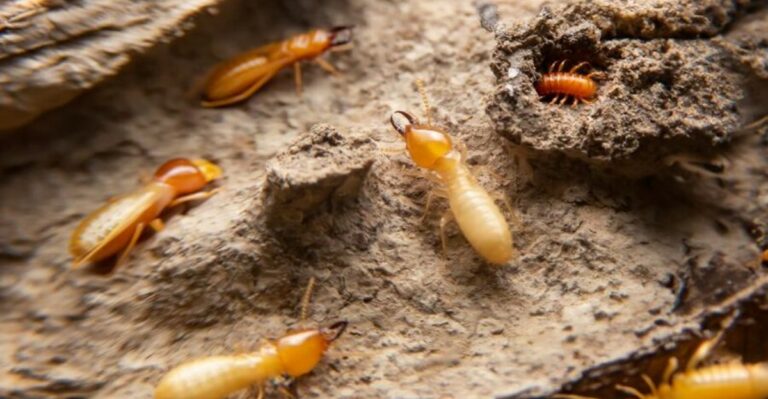 The Mulch Habit That Can Bring Termite Activity Closer To A Florida House