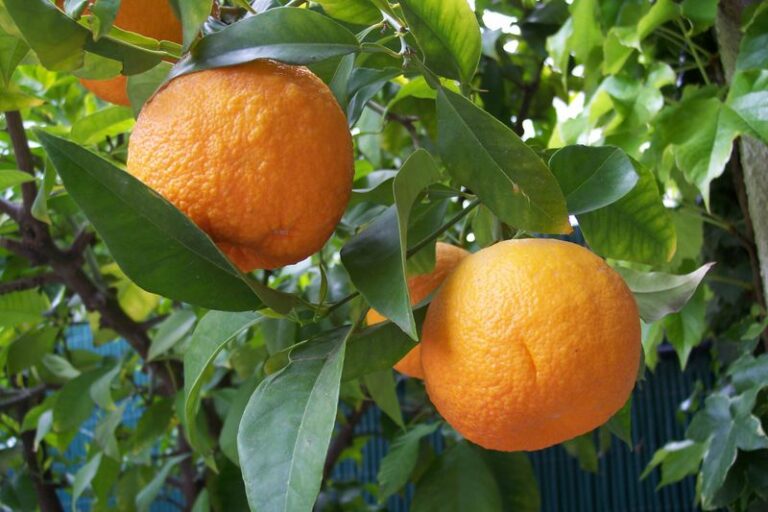How to Tell When Your Arizona Oranges Are Actually Ripe