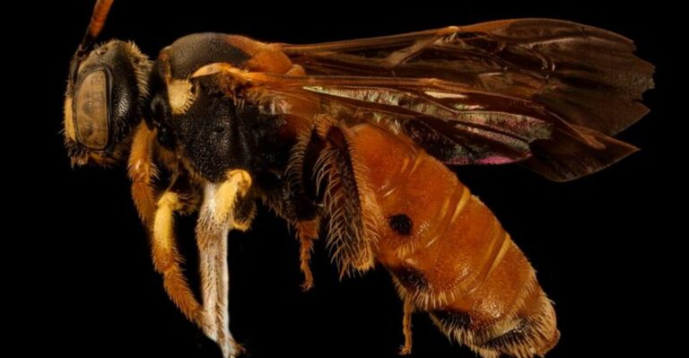 A Bee Not Seen In Virginia For 100 Years Turned Up In Someone’s Backyard
