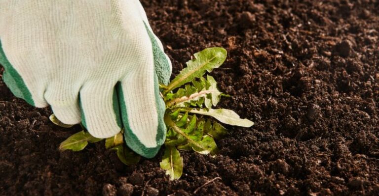 The Number One Weeding Mistake California Gardeners Make (And Smarter Ways To Stay Ahead)