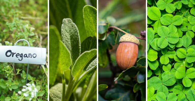 15 Scents That Help Deter Deer In Your New York Garden (And 5 That Invite Them In)