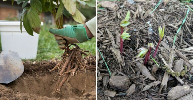 This Fall Step Could Help Ohio Peonies Bloom Better Next Spring