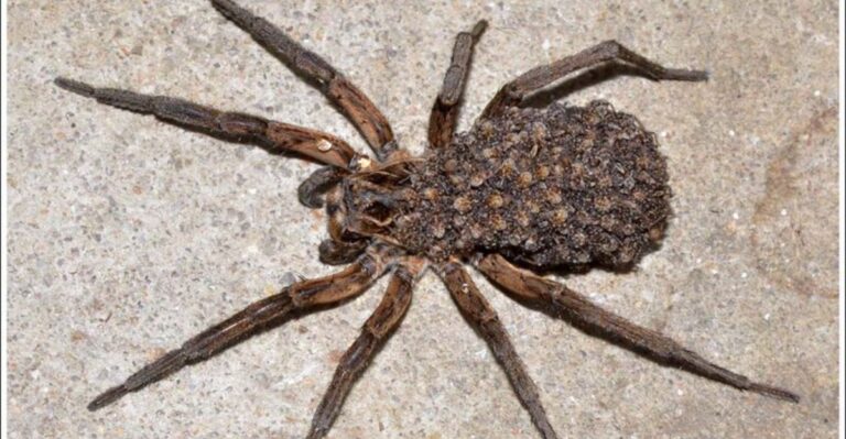 That Big Fast Spider On Your Indiana Floor This Fall Is Probably Lost Or Looking For A Mate