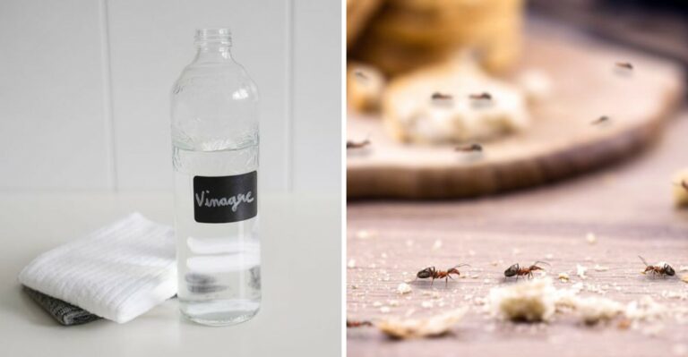 The Cheap Pantry Trick That Helps Keep Ants Off Your Patio Table