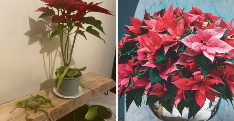 Why Your Poinsettia Is Dropping Leaves In Your Ohio Home