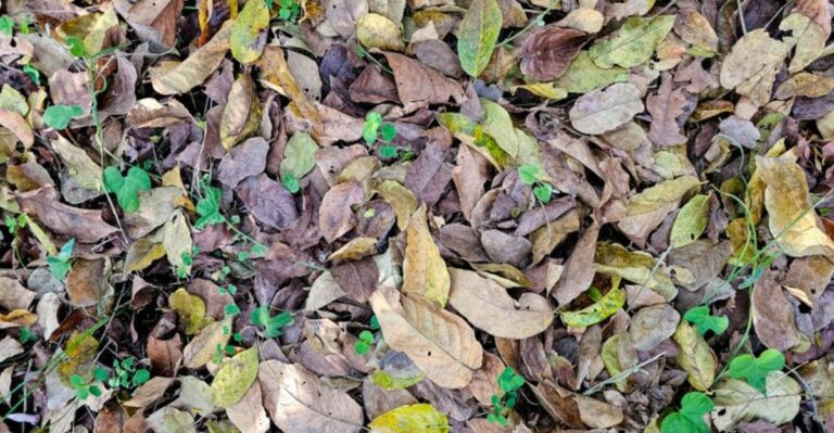 Why Fallen Leaves Are The Best Free Fertilizer For Ohio Gardens