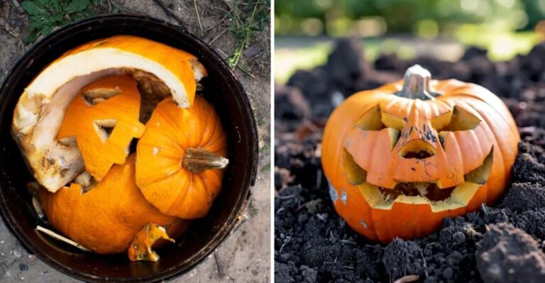 What To Do With Your Pumpkins After Halloween In A California Garden