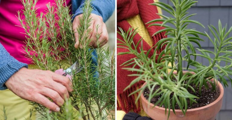 Pennsylvania Gardeners Should Do These Rosemary Care Tasks Before October Ends