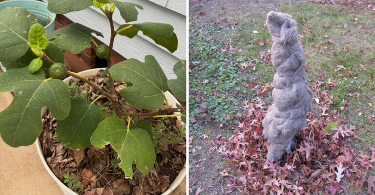 How North Carolina Gardeners Wrap Fig Trees To Get Them Through A Hard Winter