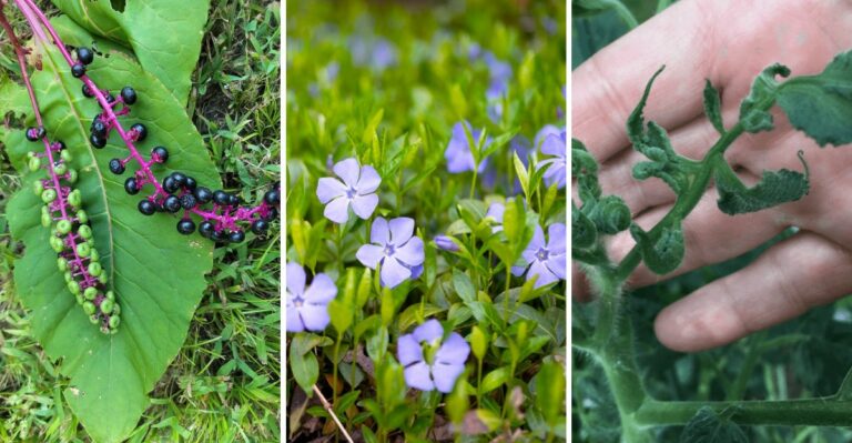 8 Garden Leftovers That Should Never Go Into A California Compost Pile This Fall