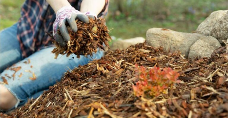 The Backyard Mulch Mistake That Can Make Plant Diseases Worse In North Carolina