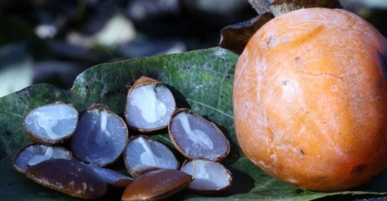 Can A Persimmon Seed Really Predict Your Virginia Winter? Split One Open And See