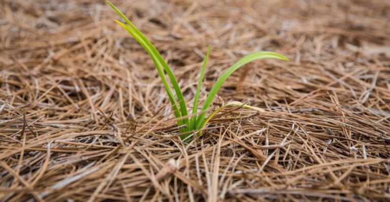 Why Georgia Gardeners May Want Pine Straw Instead Of Wood Mulch Around Shrubs