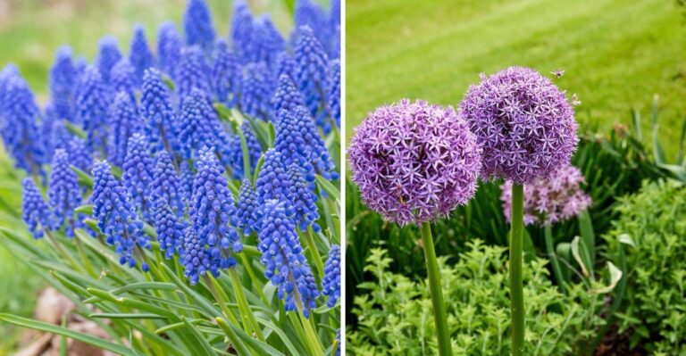 12 Bulbs Michigan Gardeners Should Plant Before the Ground Freezes