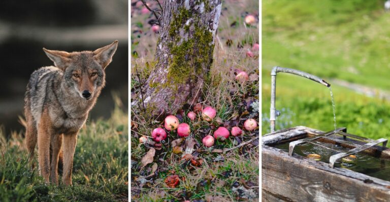 Things That Attract More Coyotes To Your Pennsylvania Yard