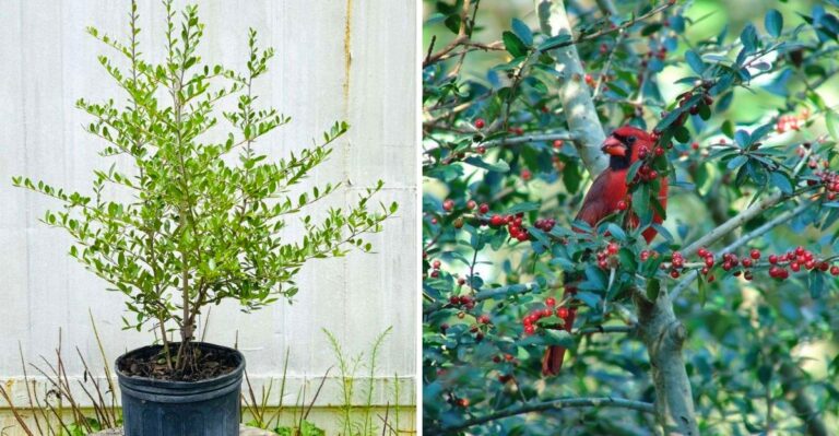 Plant This Native Holly In Florida Now, And Your Yard Will Be Full Of Birds By Winter