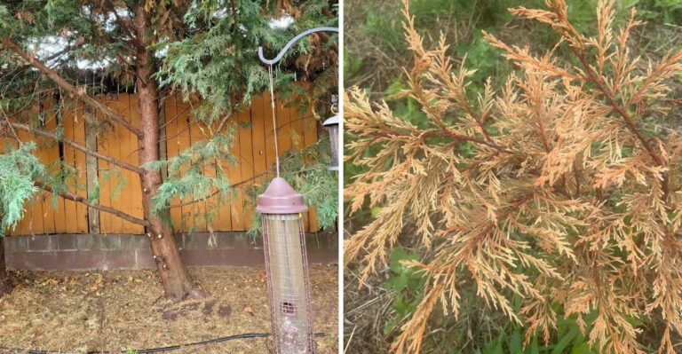 Leaning Leyland Cypress Trees After Isaias May Not Be Worth Saving In Georgia