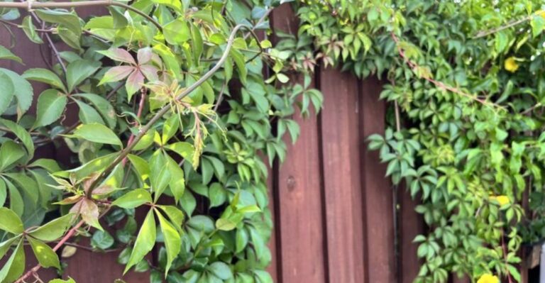 Red Five-Leaf Vines On Missouri Trees Are Often Mistaken For Poison Ivy