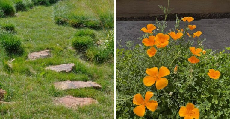 Why California HOA Plant Lists Could Get An Update This Year (And What To Plant Now)
