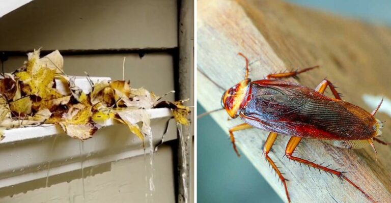 Fall Leaves Piled Along Georgia Foundations Can Bring Roaches Right To The Door