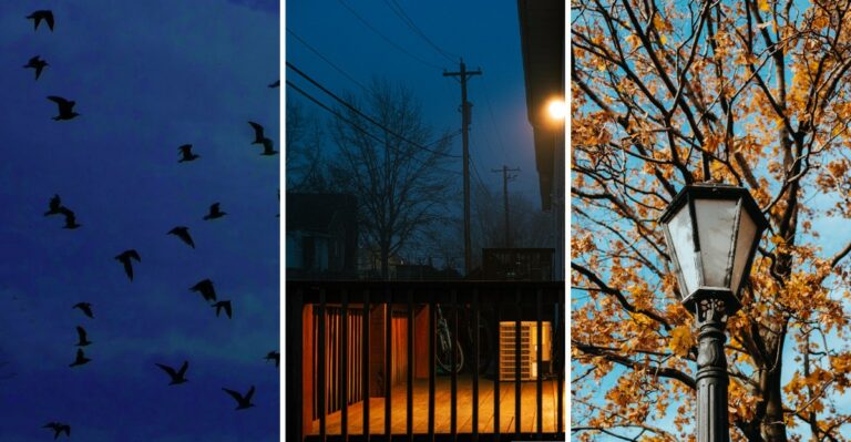 One Small Habit At Home Helps Songbirds Finish Their Night Flight Over New Jersey