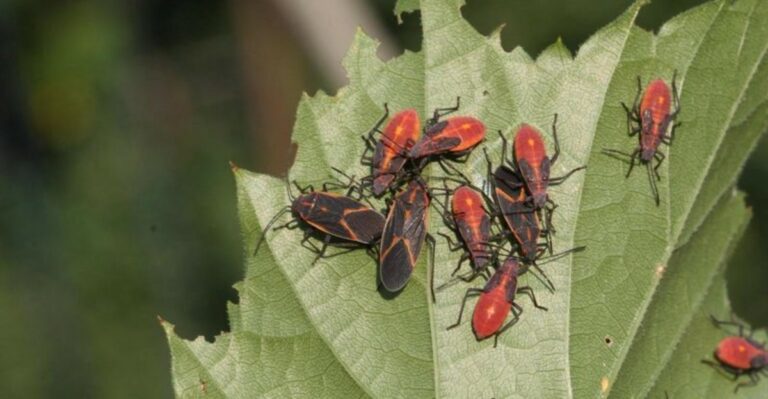 Why Boxelder Bugs Are Crowding Sunny Michigan Homes And What You Can Do