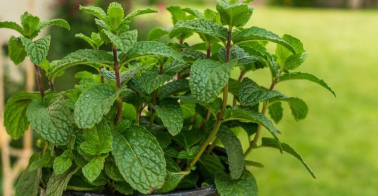 Which Florida Porch Plant Keeps The Patio Bug-Free This Fall?