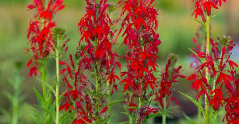 What Michigan Gardeners Should Do With Cardinal Flower Once Blooming Ends
