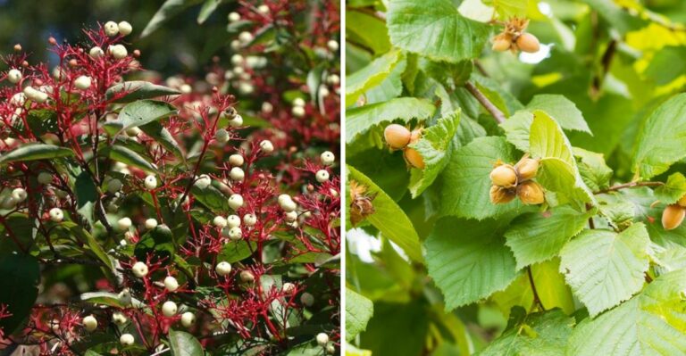 These Pennsylvania Native Shrubs Recover Fastest After A Hard Summer