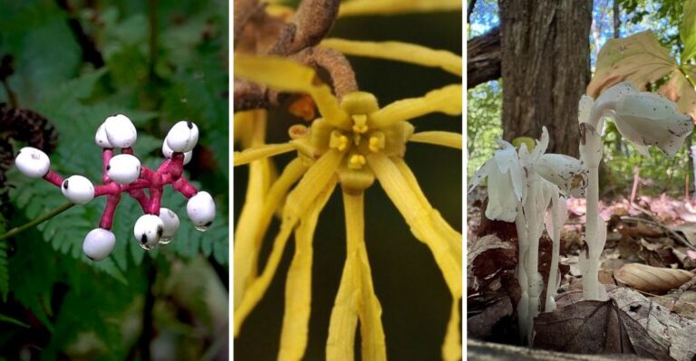 The Creepiest Native Plants Growing In New York