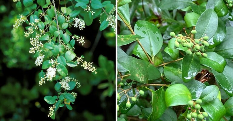 The Evergreen Hedge Plant Sneaking Across Alabama Is Dropping Blue Berries Right Now