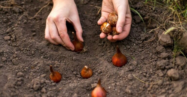 Why Shallow Planting Matters More Than Late Frost For Michigan Spring Bulbs