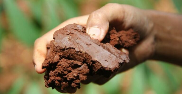 Why Does North Carolina Clay Soil Stay Waterlogged No Matter How Much Compost You Add?