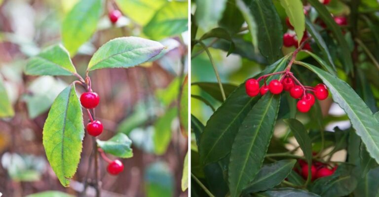 The Berry Shrub In Houston Yards That Experts Want Gone
