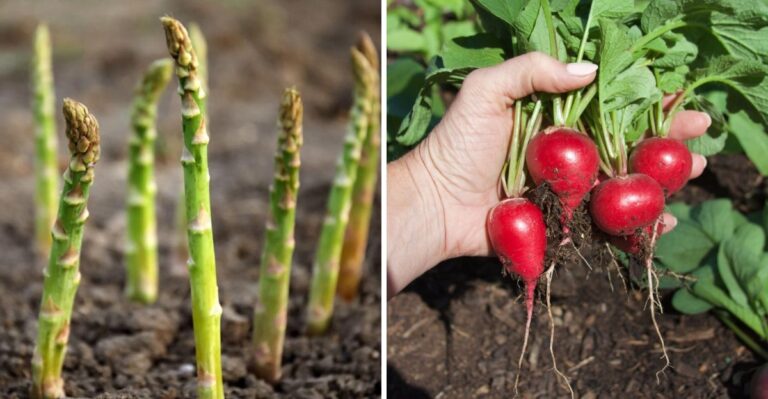 8 Fall Vegetables Georgia Gardeners Can Still Plant Before Thanksgiving