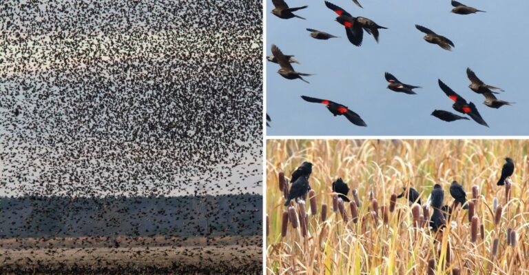 Huge Swirling Flocks Over Missouri Fields At Dusk Are Blackbirds Gathering For Winter
