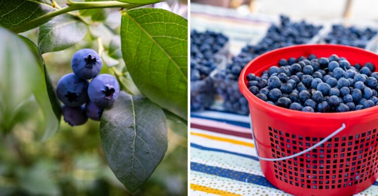 A Small Blueberry Patch Can Give Virginia Gardeners Fresh Harvests For Years