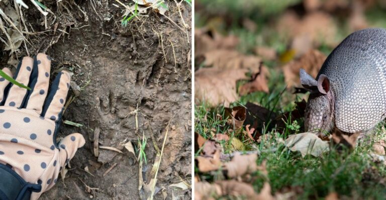 Something Is Working Below Your Louisiana Lawn After Dark, And The Holes Are Only The First Clue