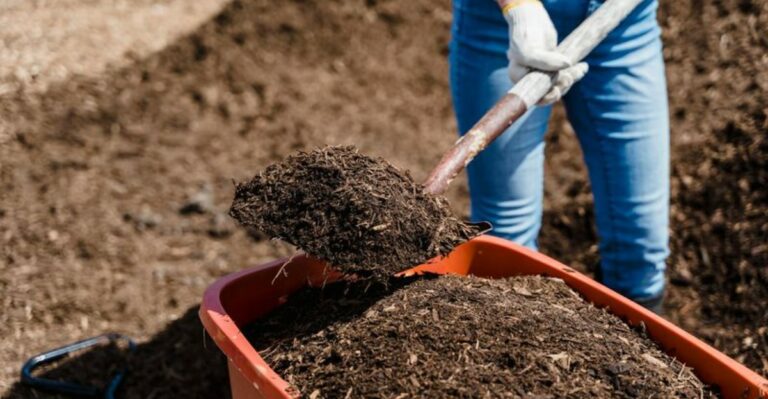 Early Fall Soil Amendments Worth Adding to New York Yards Before November