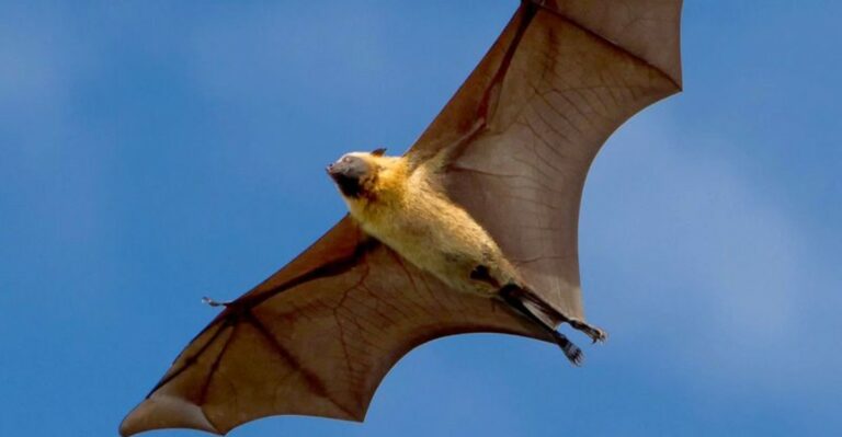 Creatures You’re Legally Not Allowed To Remove From Your Florida Home Or Garden